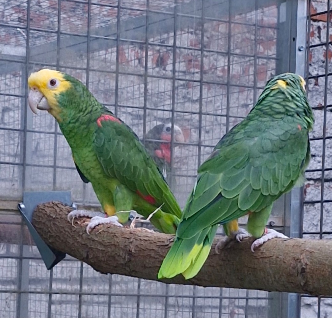 Amazoňan oratrix - 2