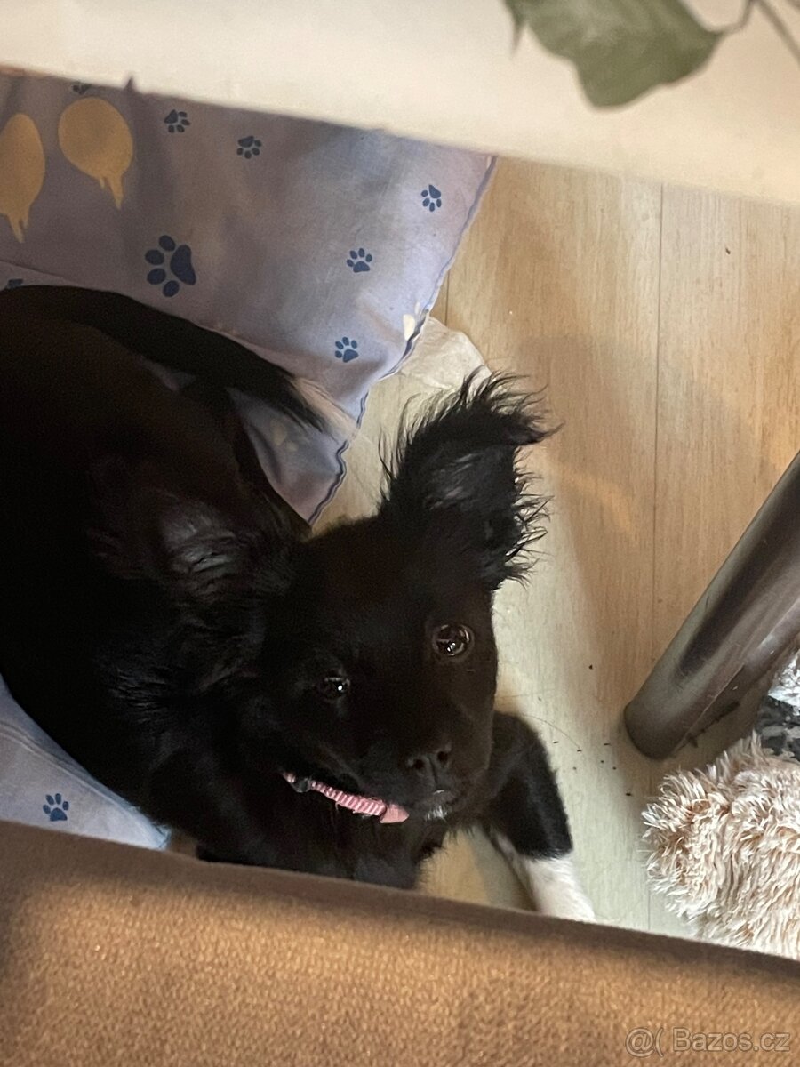 Čivava dlouhosrstá - 2