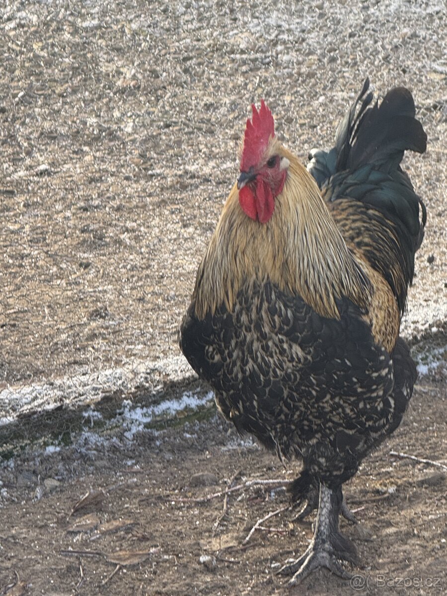 🐓 Prodáváme krásné mladé kohoutky - 2