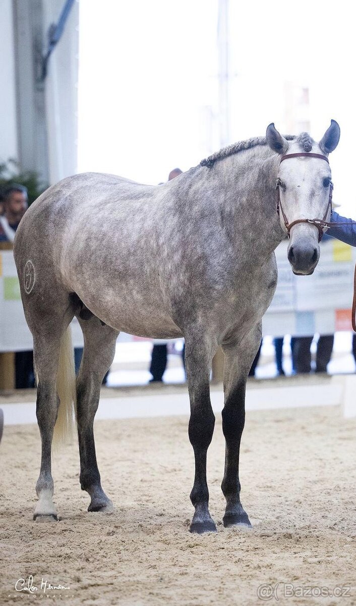 Nadějný Lusitano hřebec - 2