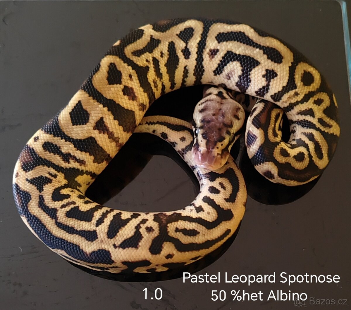 Krajta královská ♀️♂️ - 2