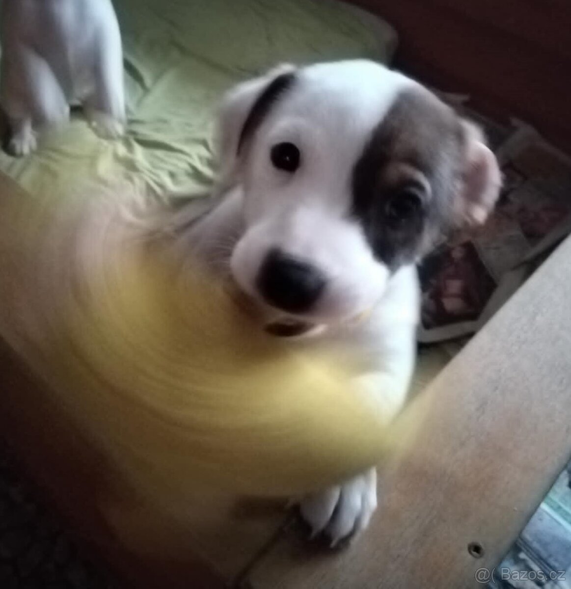 Štěňátko - fenka JACK RUSSELL teriér k odběru IHNED - 2
