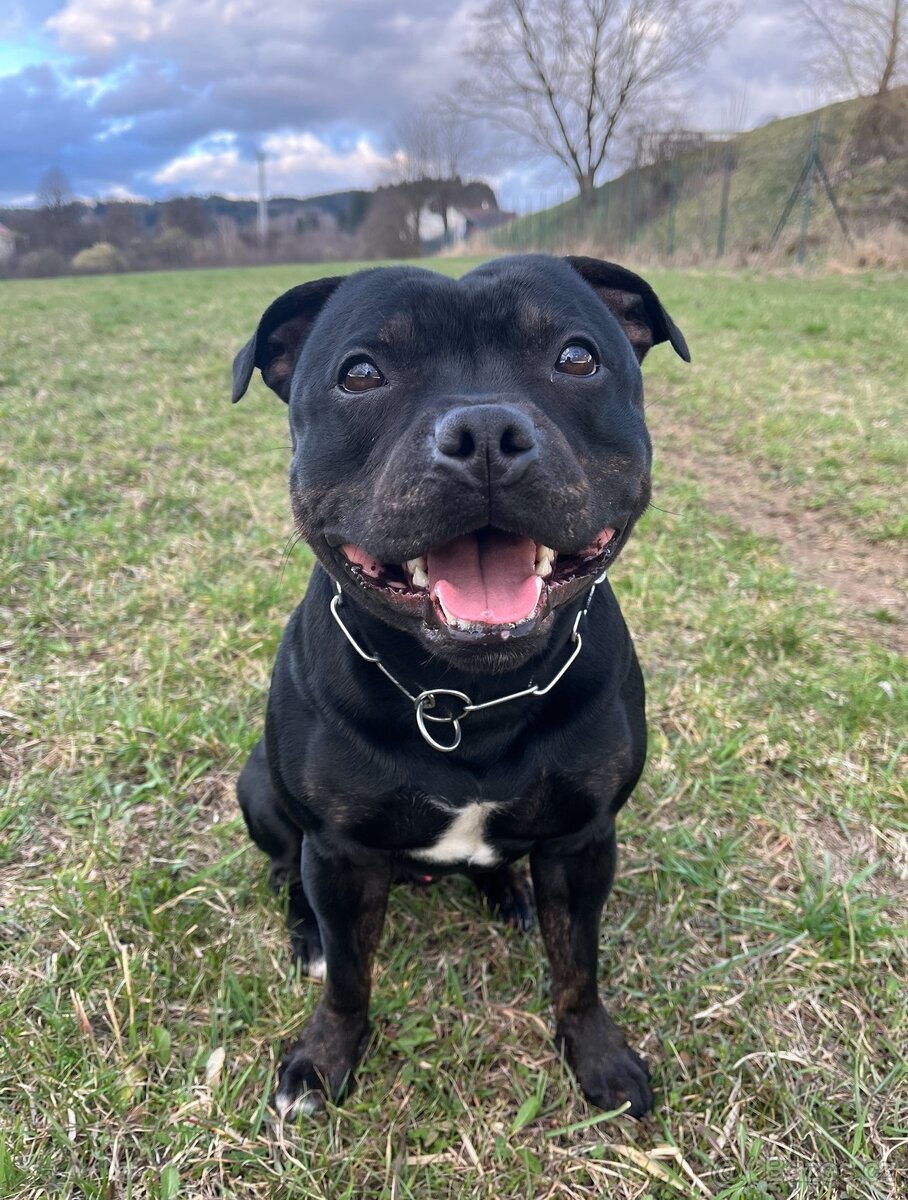 Sraffordšírský bullteriér - krytí - 2