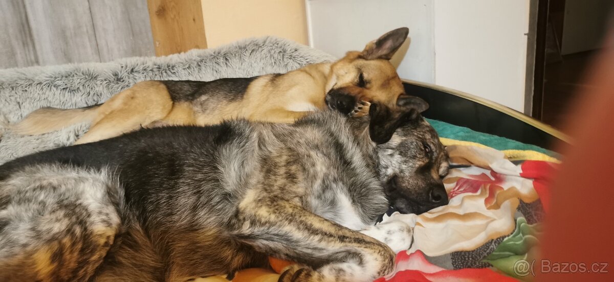 Pohlidám vašeho pejska. Plzeň - 2