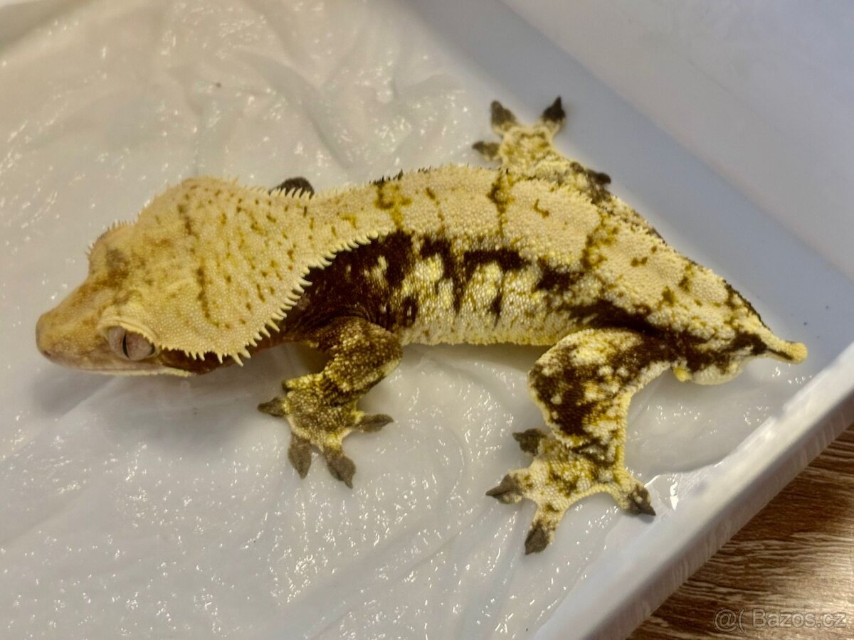 Pagekony řasnatý samec 38g - 2