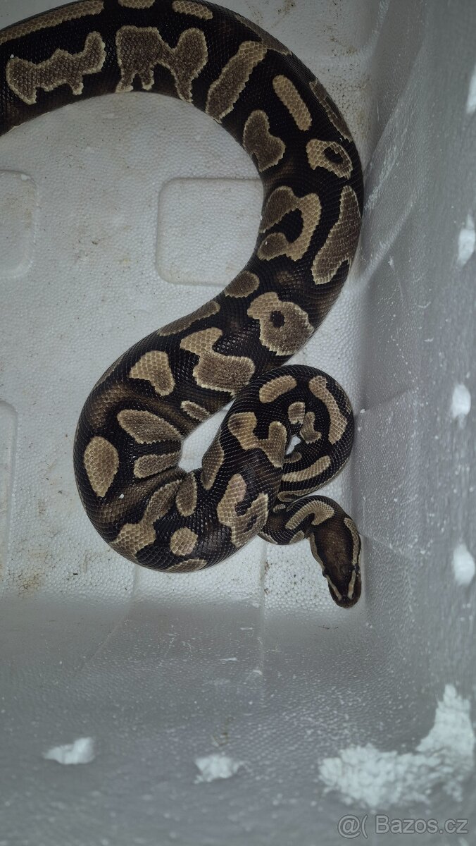 Krajta kralovska - 2