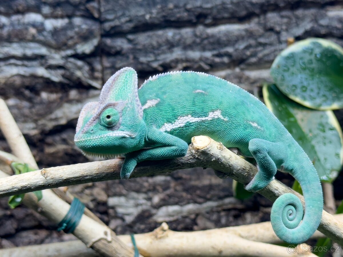 Chameleon jemenský - 2