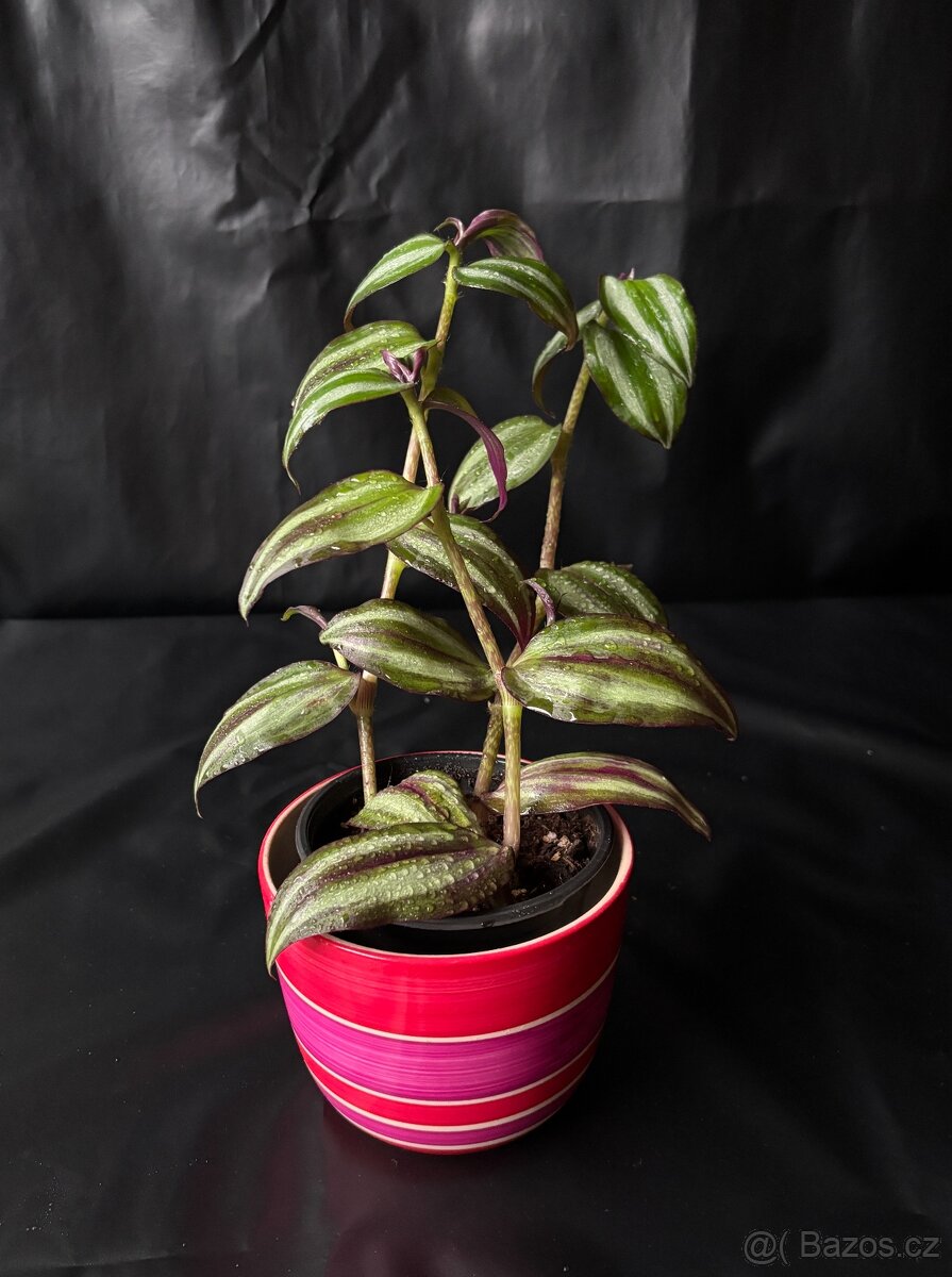 SLEVA⤵️Tradescantia zebrina voděnka - 2