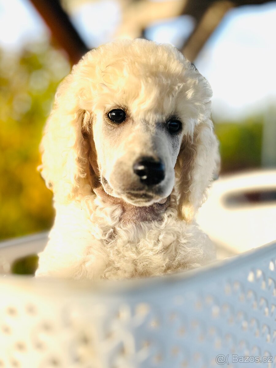 Pudl velký královský s PP - 2