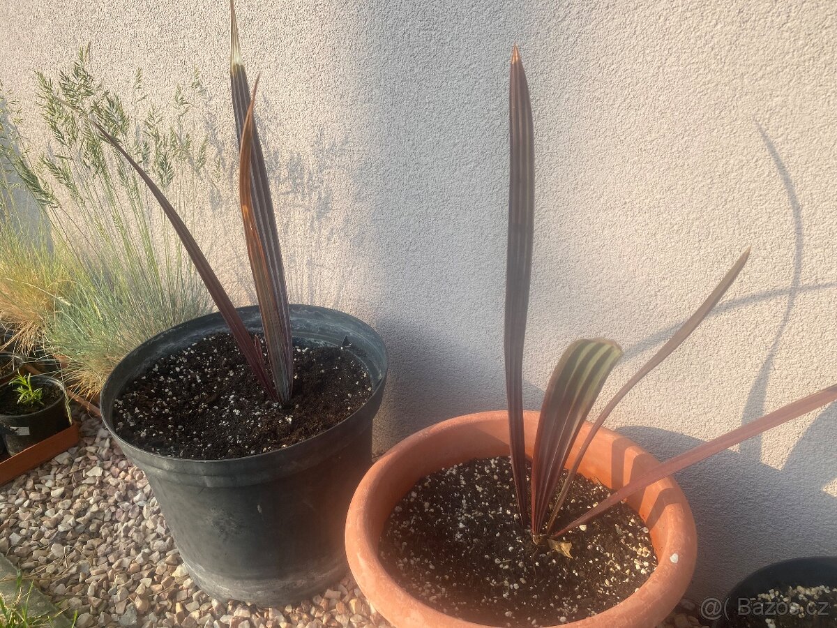 Palma Bismarckia Nobilis - 2