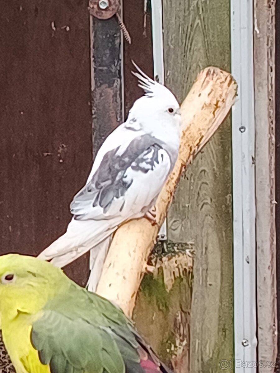 Korela chocholatá - do chovu i na ochočení - 2