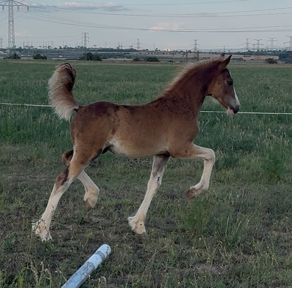 🌟 Hřebeček Welsh Cob v atraktivní barvě 🌟 - 2