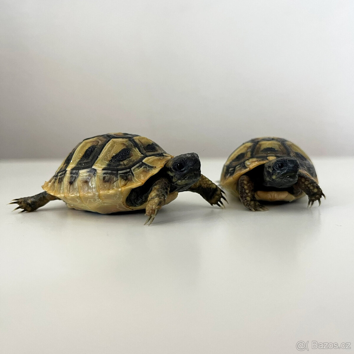 Želva zelenavá mláďata - 2