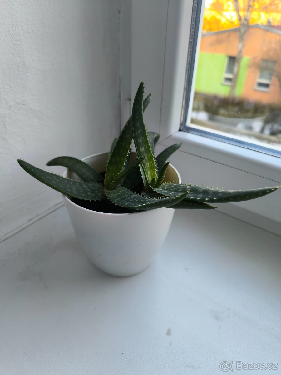 Pravá aloe vera - 2