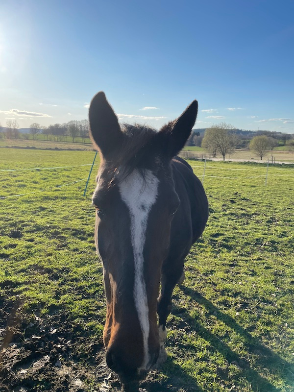 Kobyla ČT do chovu 15 let - 2