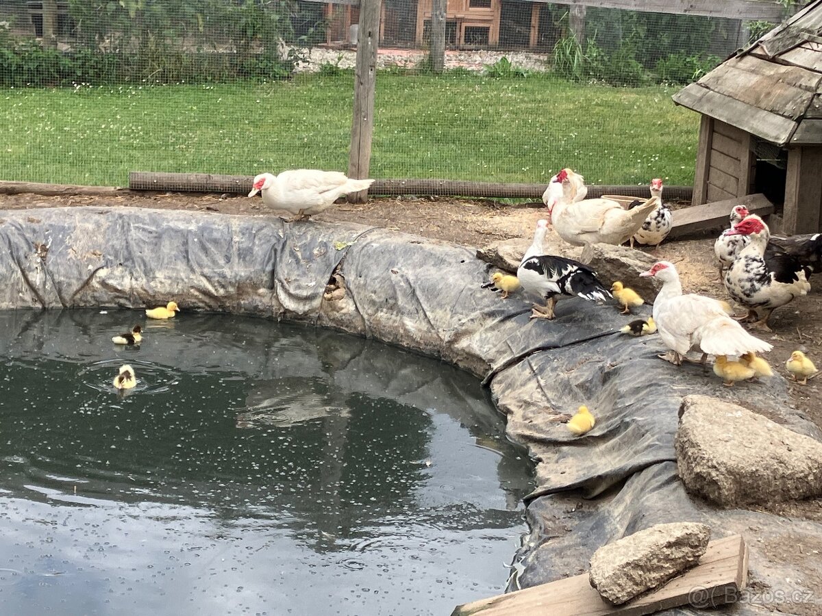 Prodám kachna pižmová - 2