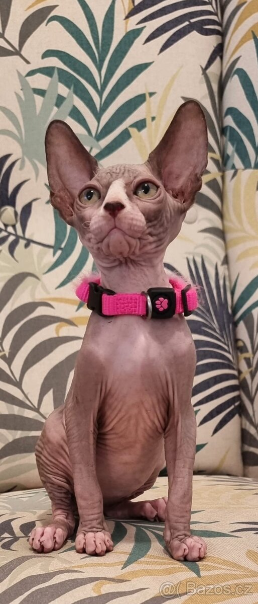 Kanadský sphynx - 2