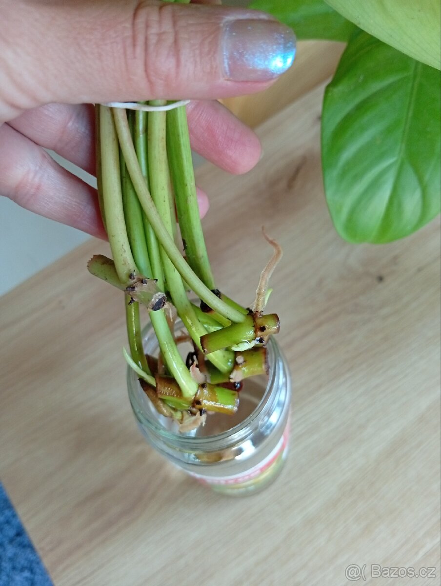 Philodendron Malay Gold - 2