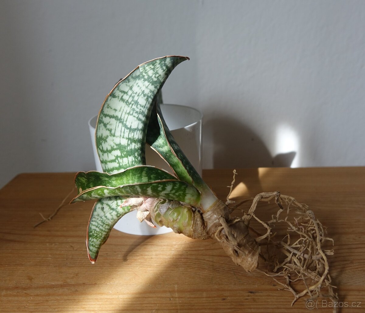 Tchynin jazyk, Sansevieria - 2
