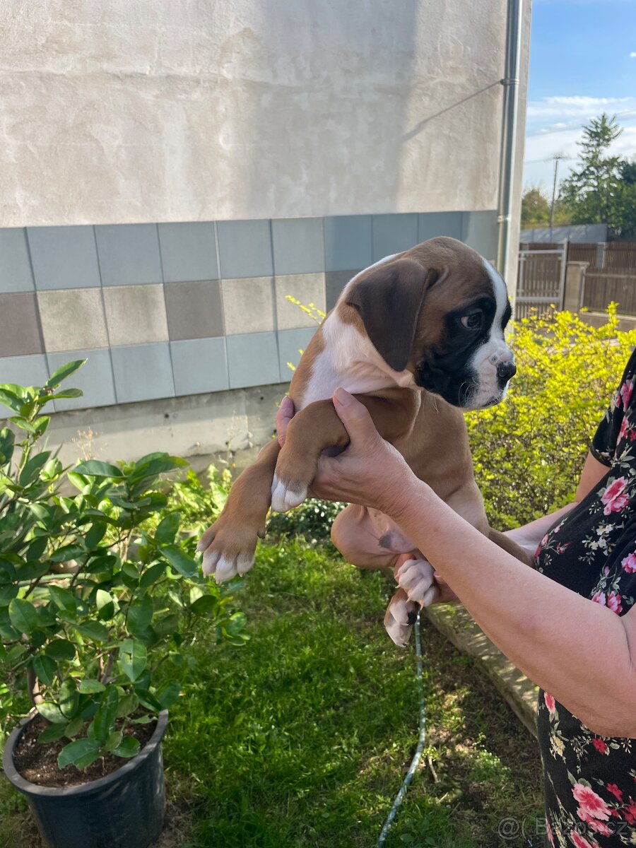 Boxer - 2