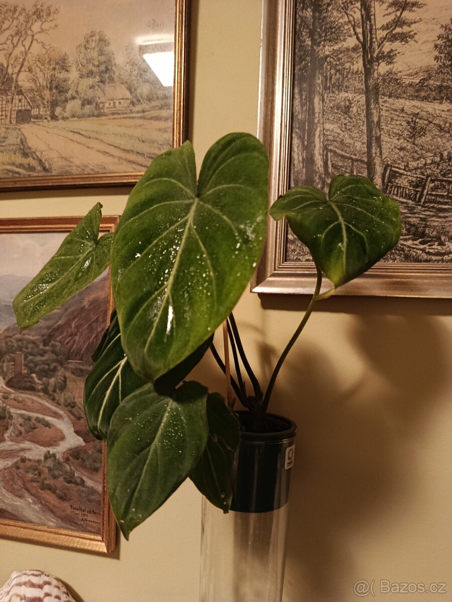 Philodendron gloriosum - 2