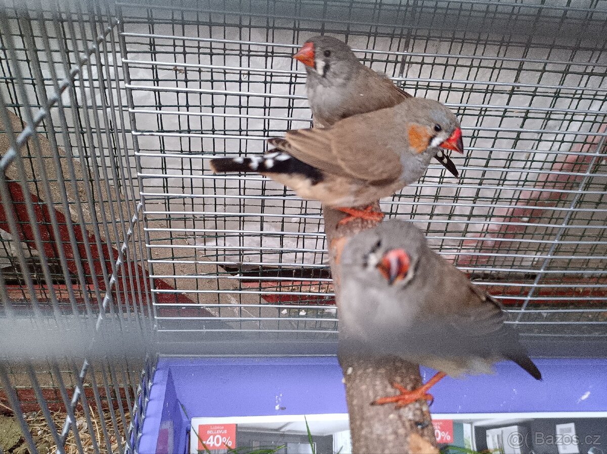 Prodám - Zebřička pestrá - 4 x samec - 2