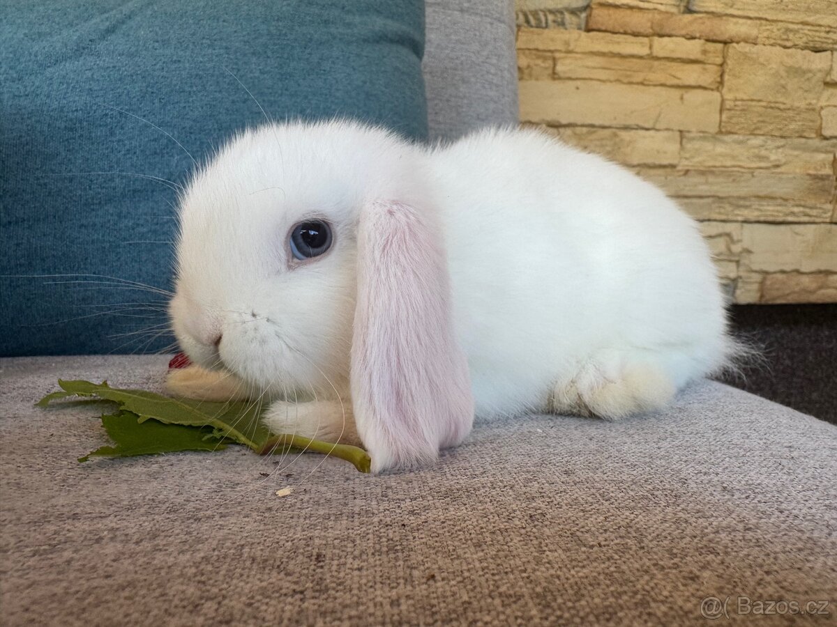 Zakrslý králíček beránek 4 - 2