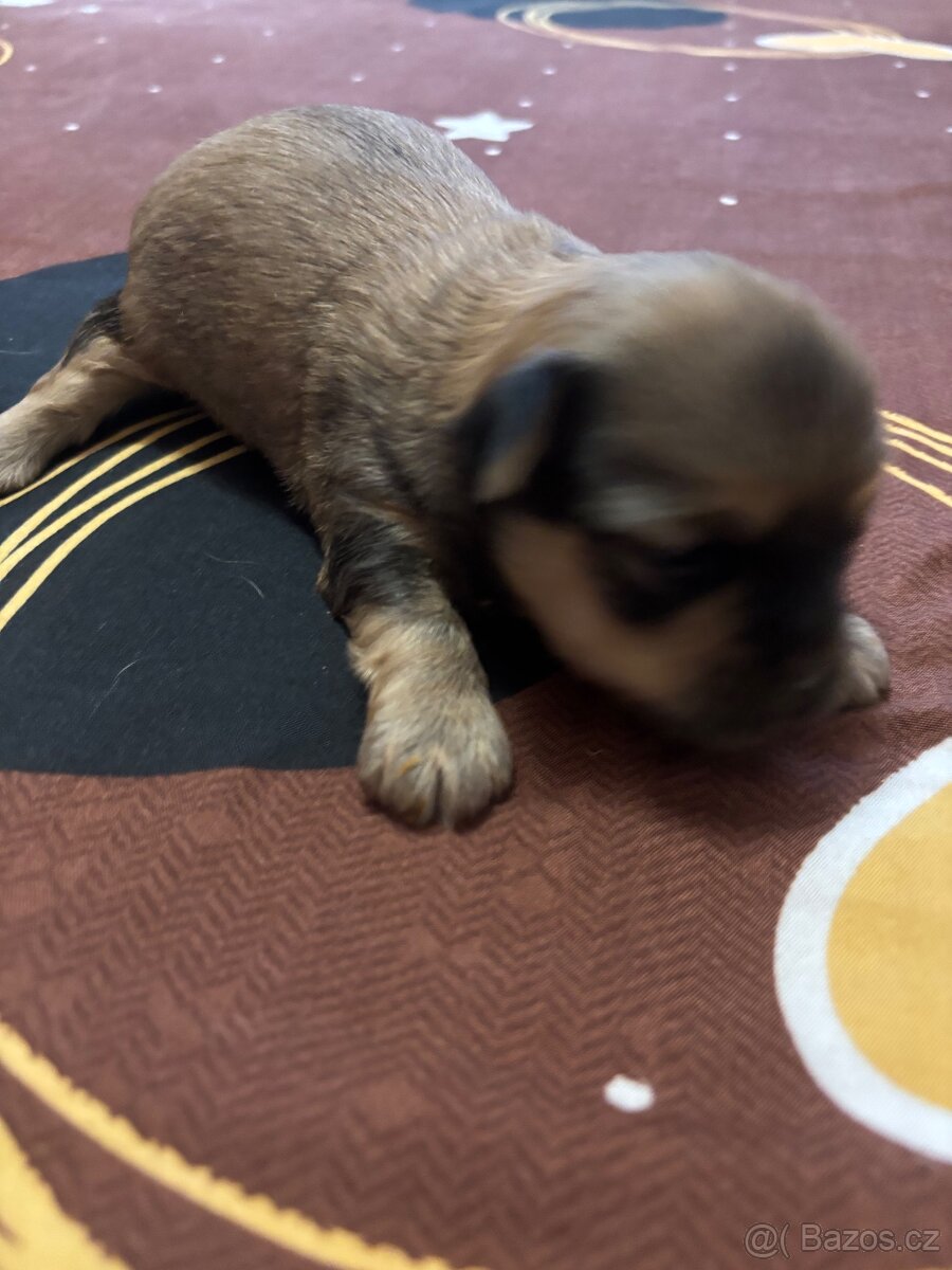 Štěňátka JORKŠÍR@GRIFONKA - 2