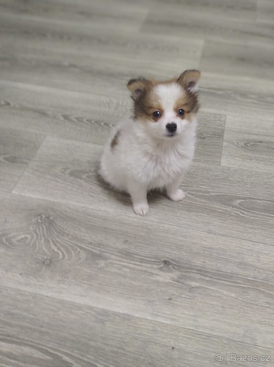 Pomeranian x Čivava - 2