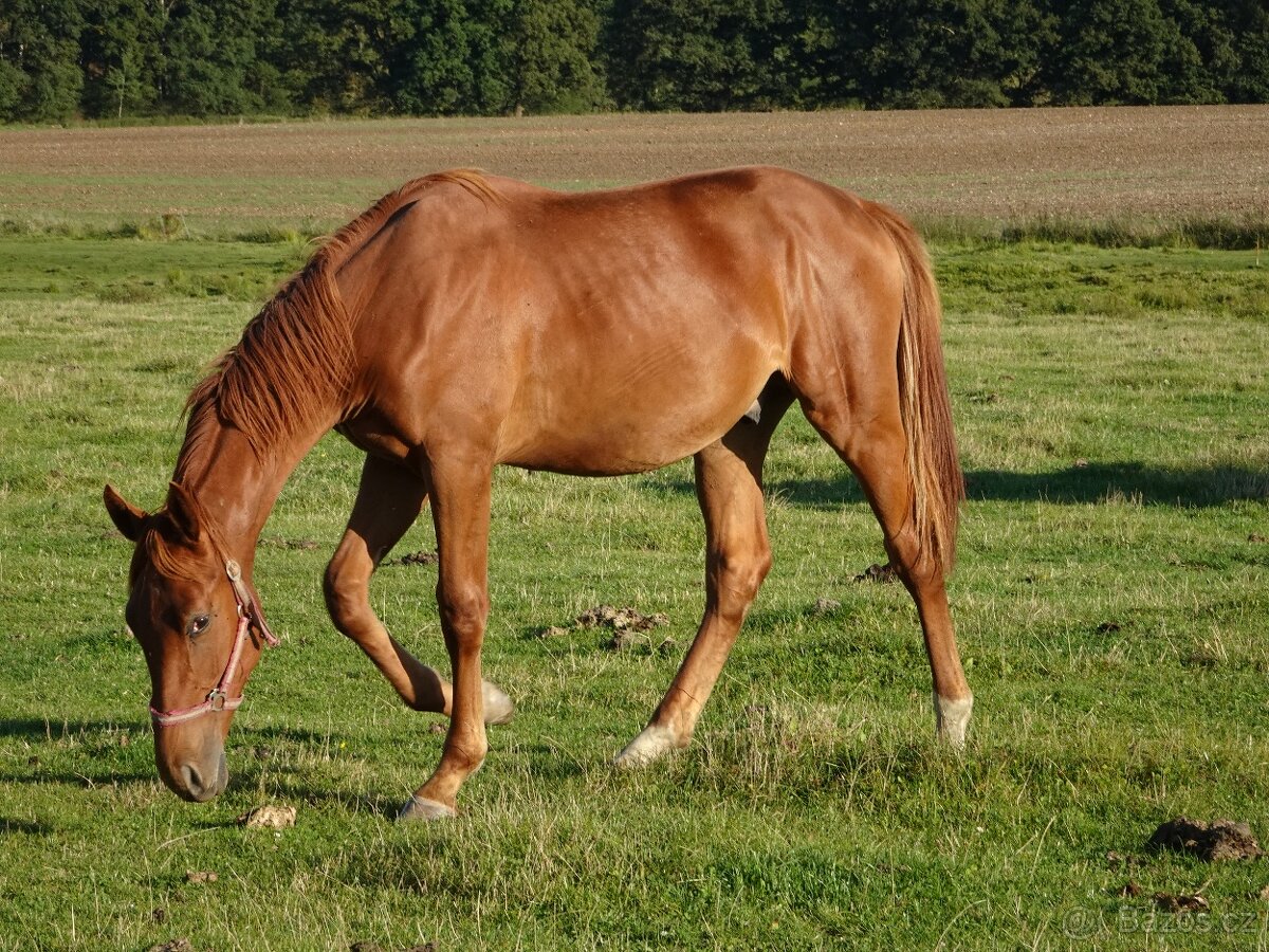 Prodám hřebce Kůň Kinský, - 2