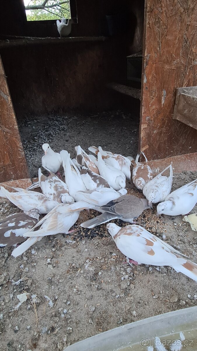 Hrdličky, Hrdlička chechtavá, - 2