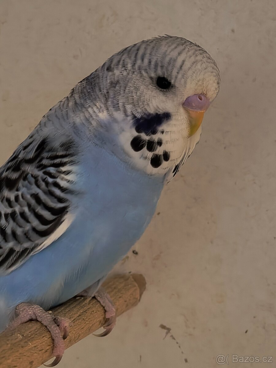 Andulka vlnkovaná perlová - 2