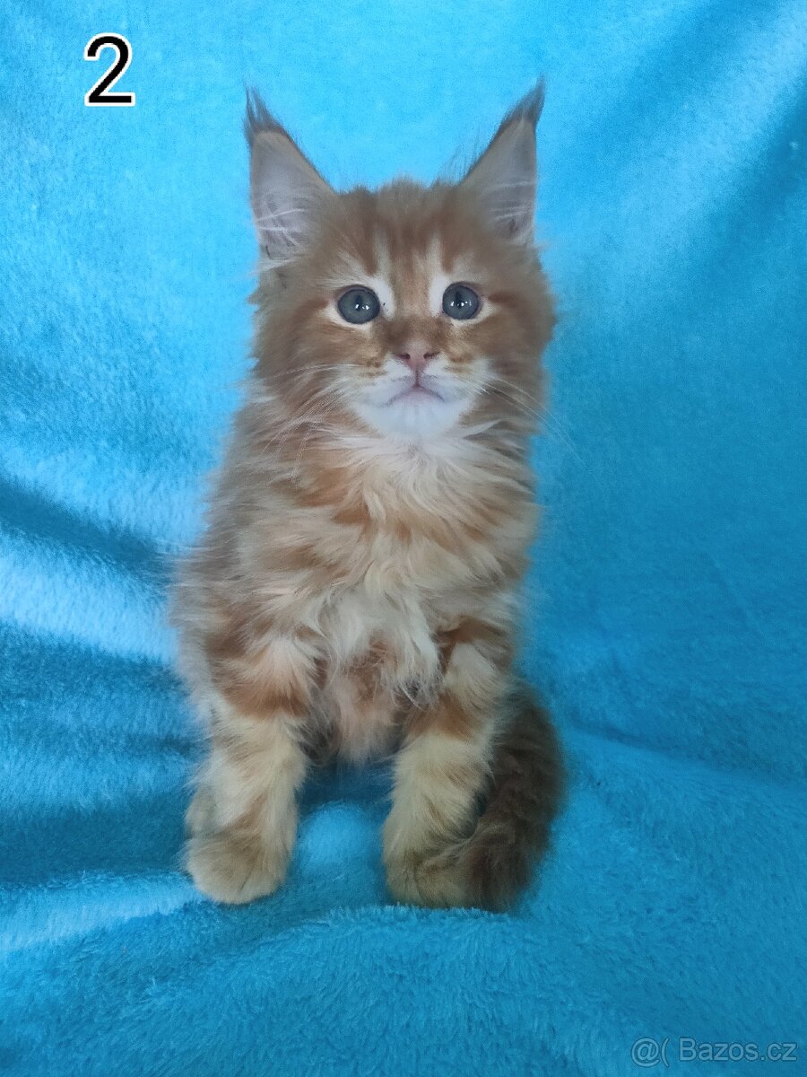 Mainská mývali bez PP - 2