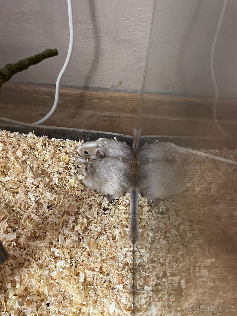 Osmák degu - 2