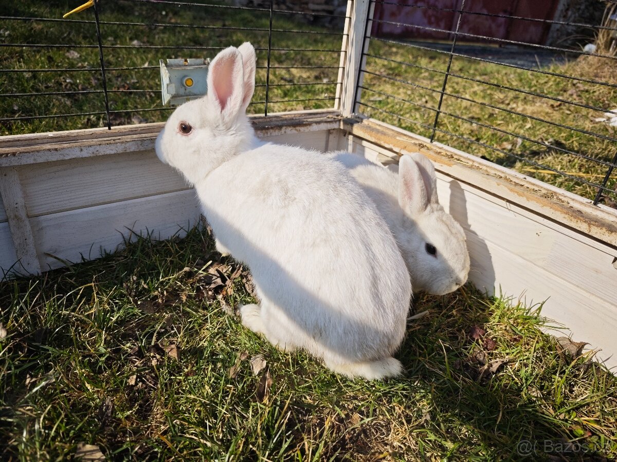 Český černopesíkatý - 2