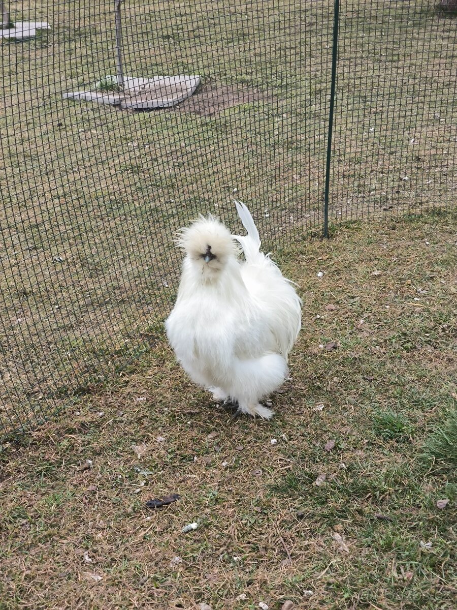 Kohout hedvábničky - 2