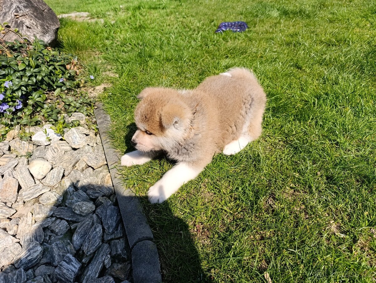 Akita Inu štěňátko - 2
