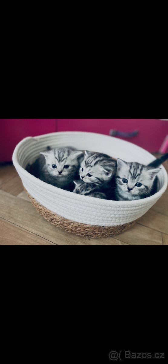Britská koťata - 2