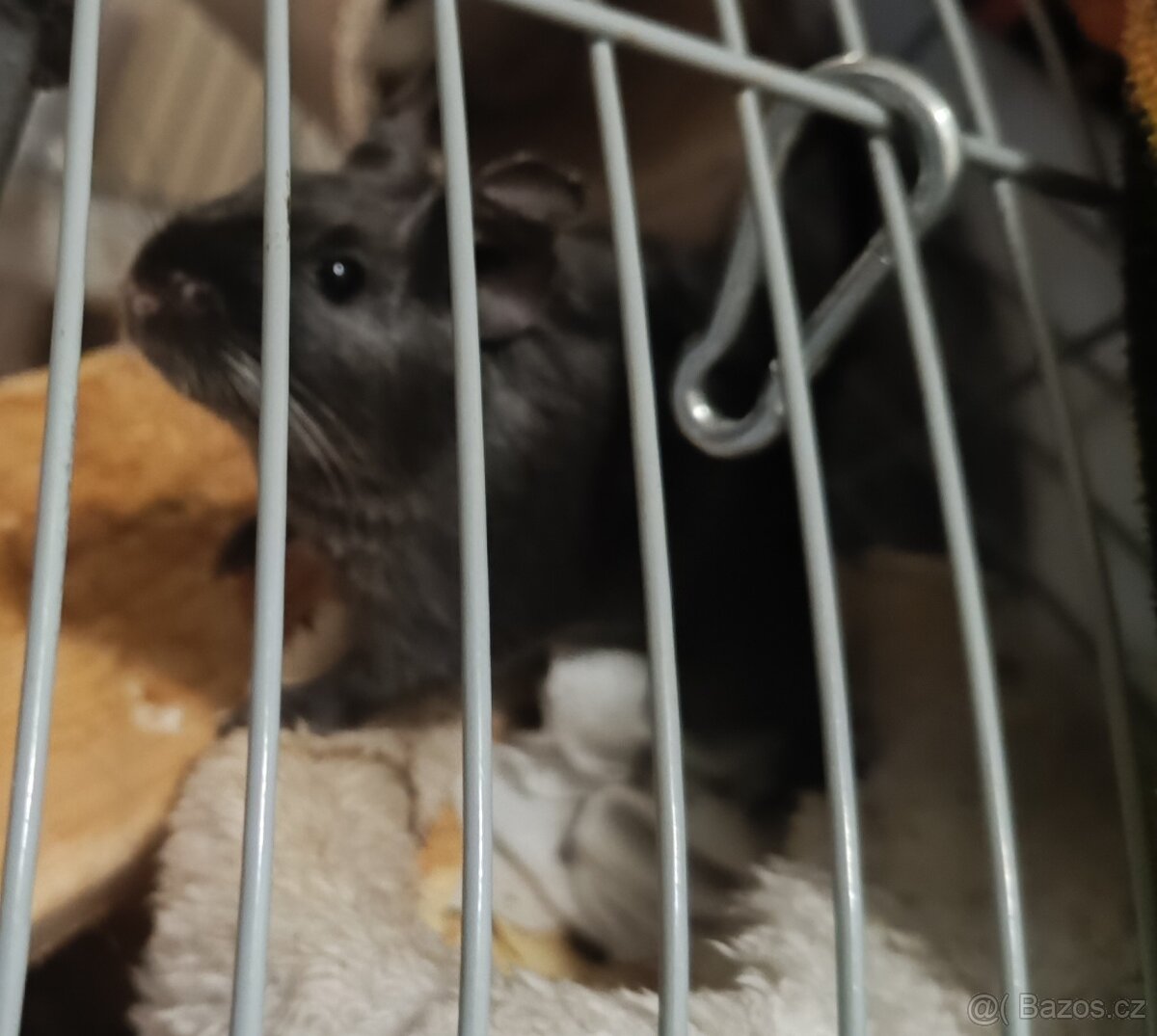 Prodám dva osmáky degu - 2