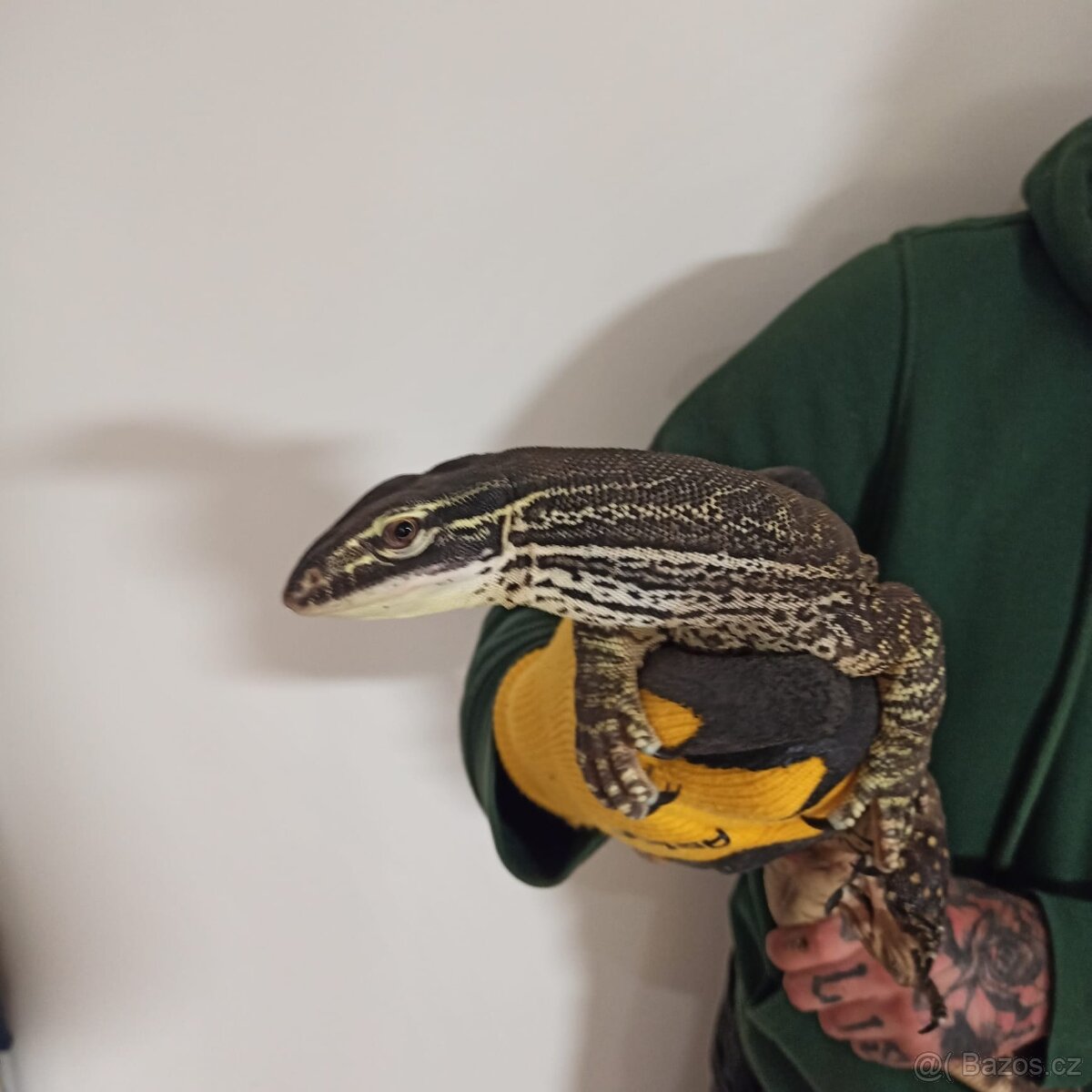 Varanus panoptes horni - 2