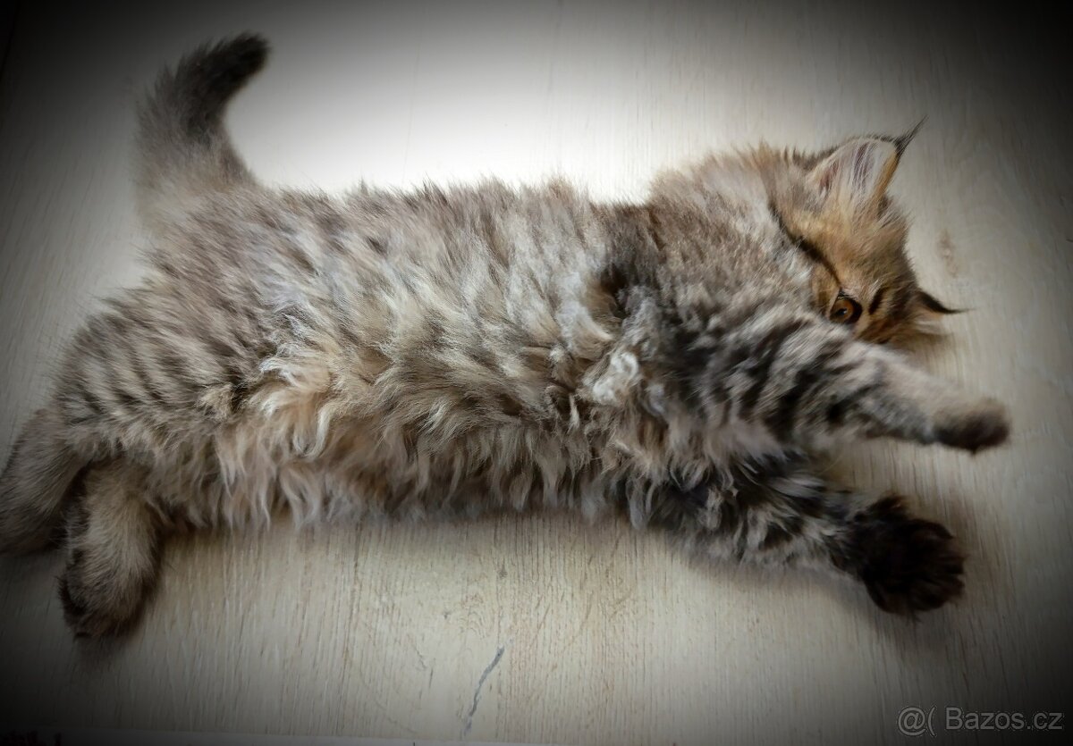 Kotě perské kočičky - 2