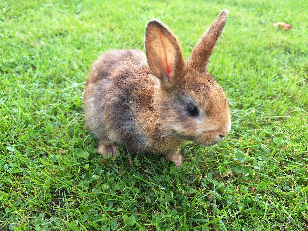 Prodám zakrslé králíky - 2