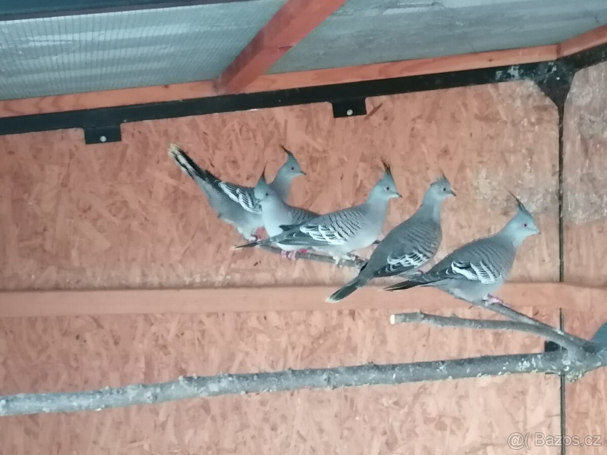 Holub chocholatý - 2