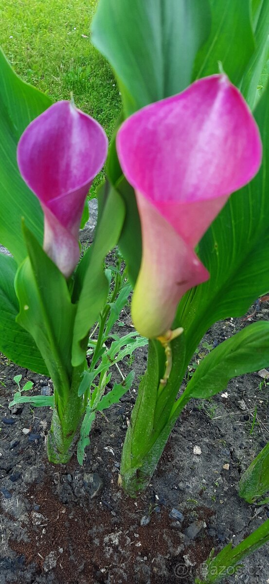 Prodam přebytky - 2