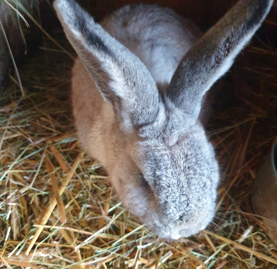 Králíci - samci - 2