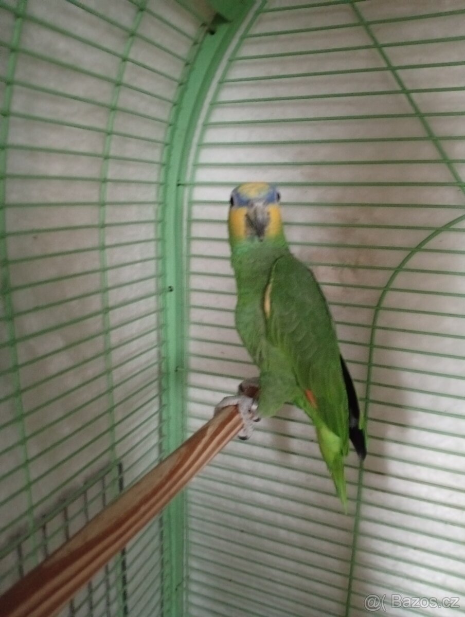 Amazoňan oranžovokřídlý - 2