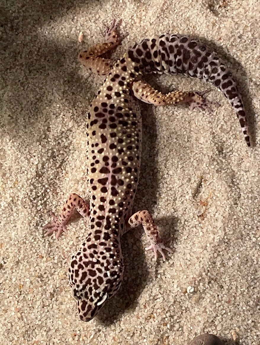 Gekončík noční - 2