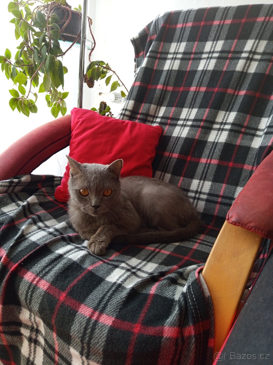 Prodám kocoura - 2