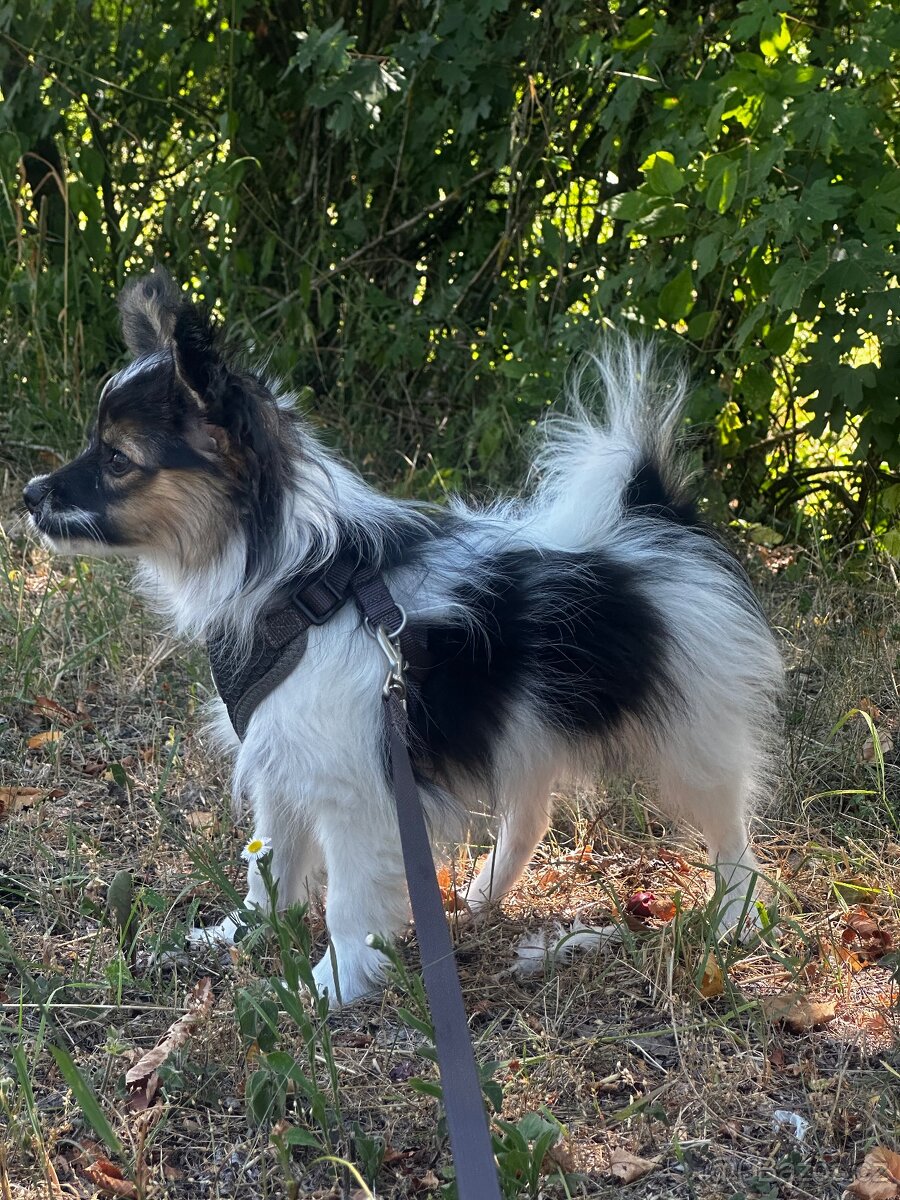 Papillon s PP - 2