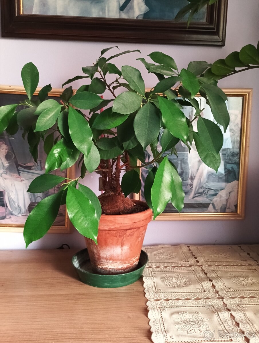 Bonsaj fíkus cca 30 cm - 2